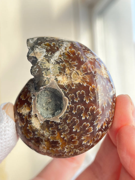 Fossil Ammonitt