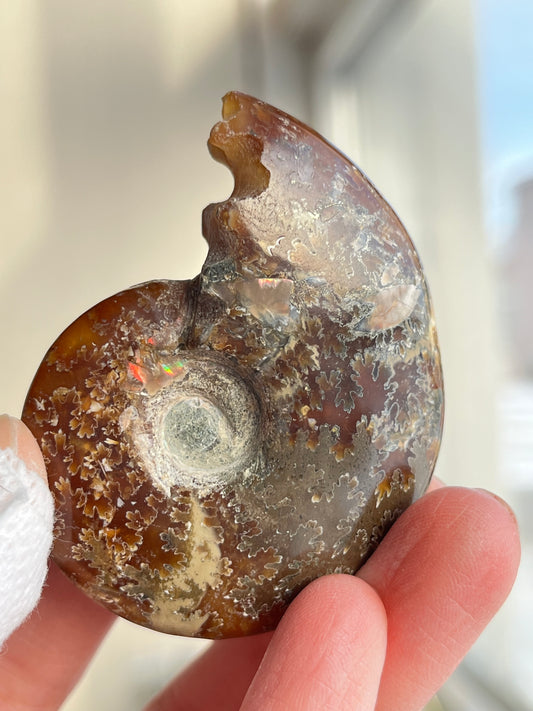 Fossil Ammonitt