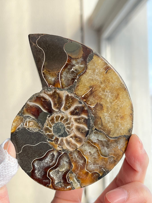 Fossil Ammonitt, Halv