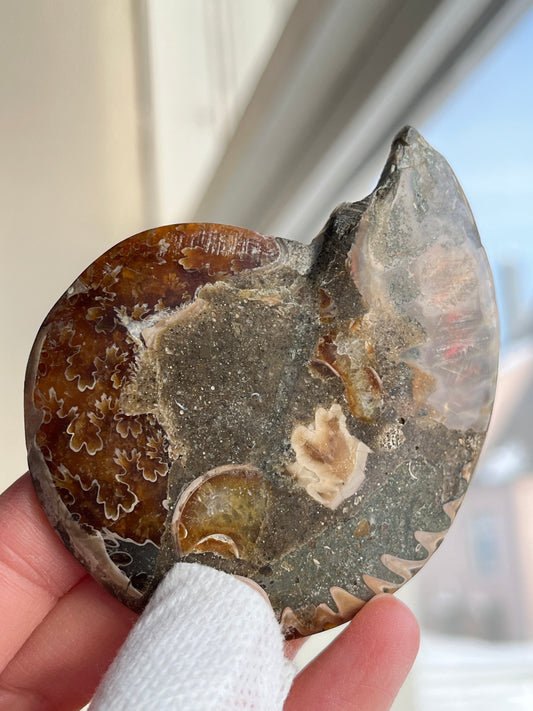 Fossil Ammonitt, Halv