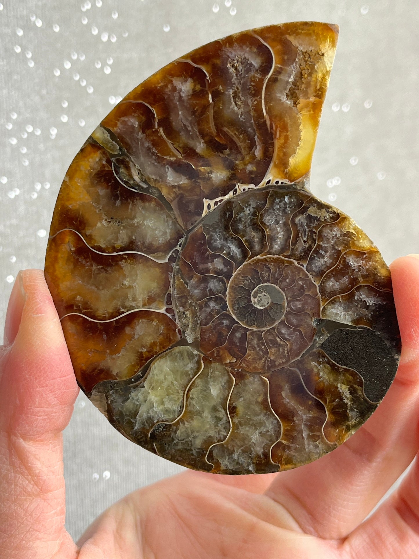Fossil Ammonitt (1 par)