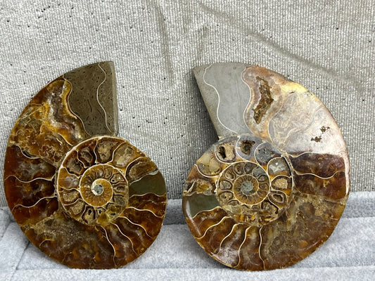 Fossil Ammonitt (1 par)