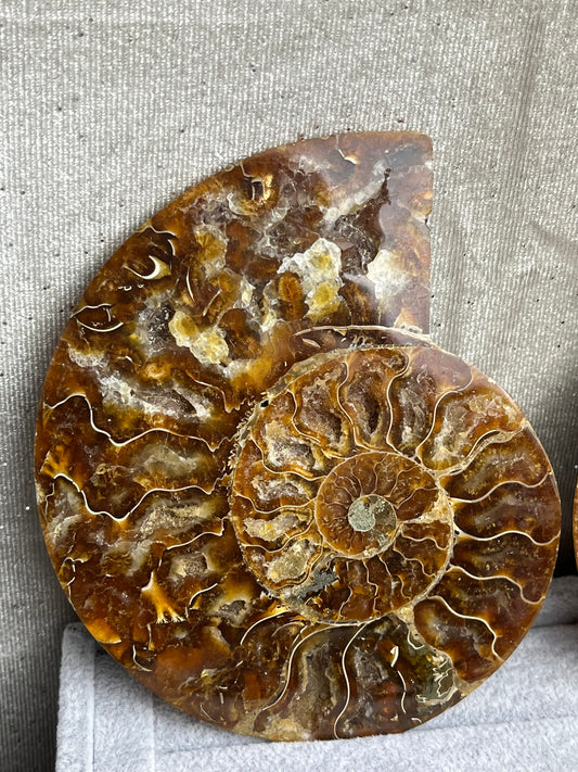Fossil Ammonitt XL(1 par)