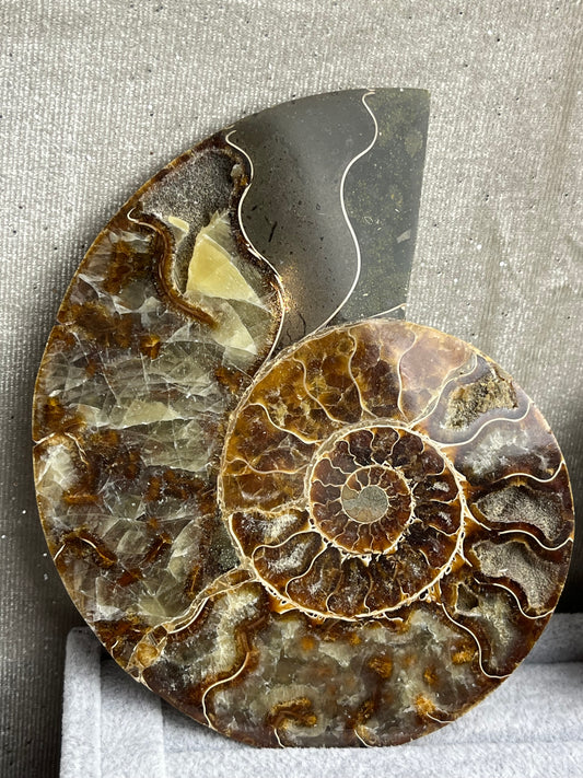 Fossil Ammonitt XL(1 par)