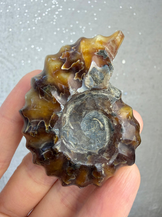 Polert Fossil Ammonitt (Douvilleiceras)