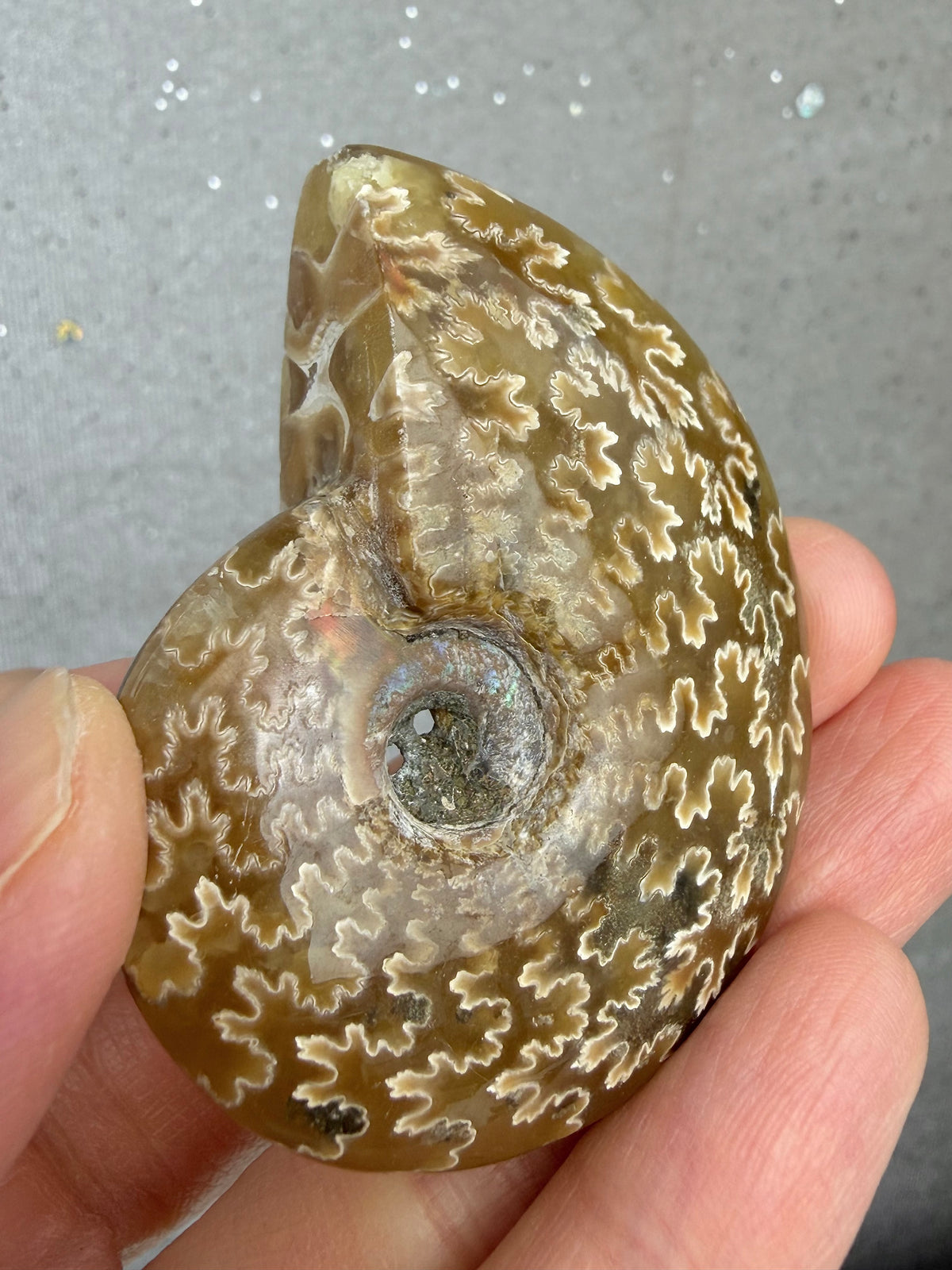 Fossil Ammonitt, God kvalitet