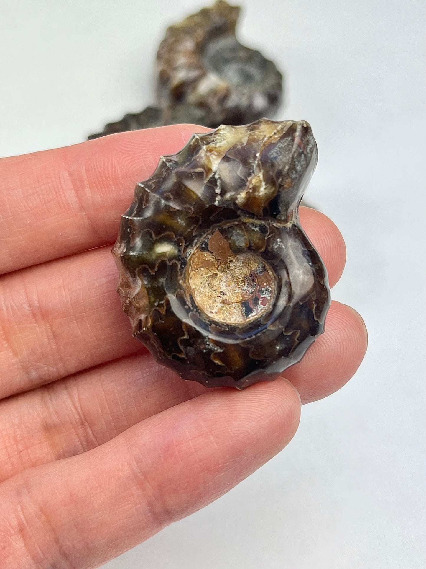 Polishes Fossil Ammonite (Douvilleiceras)