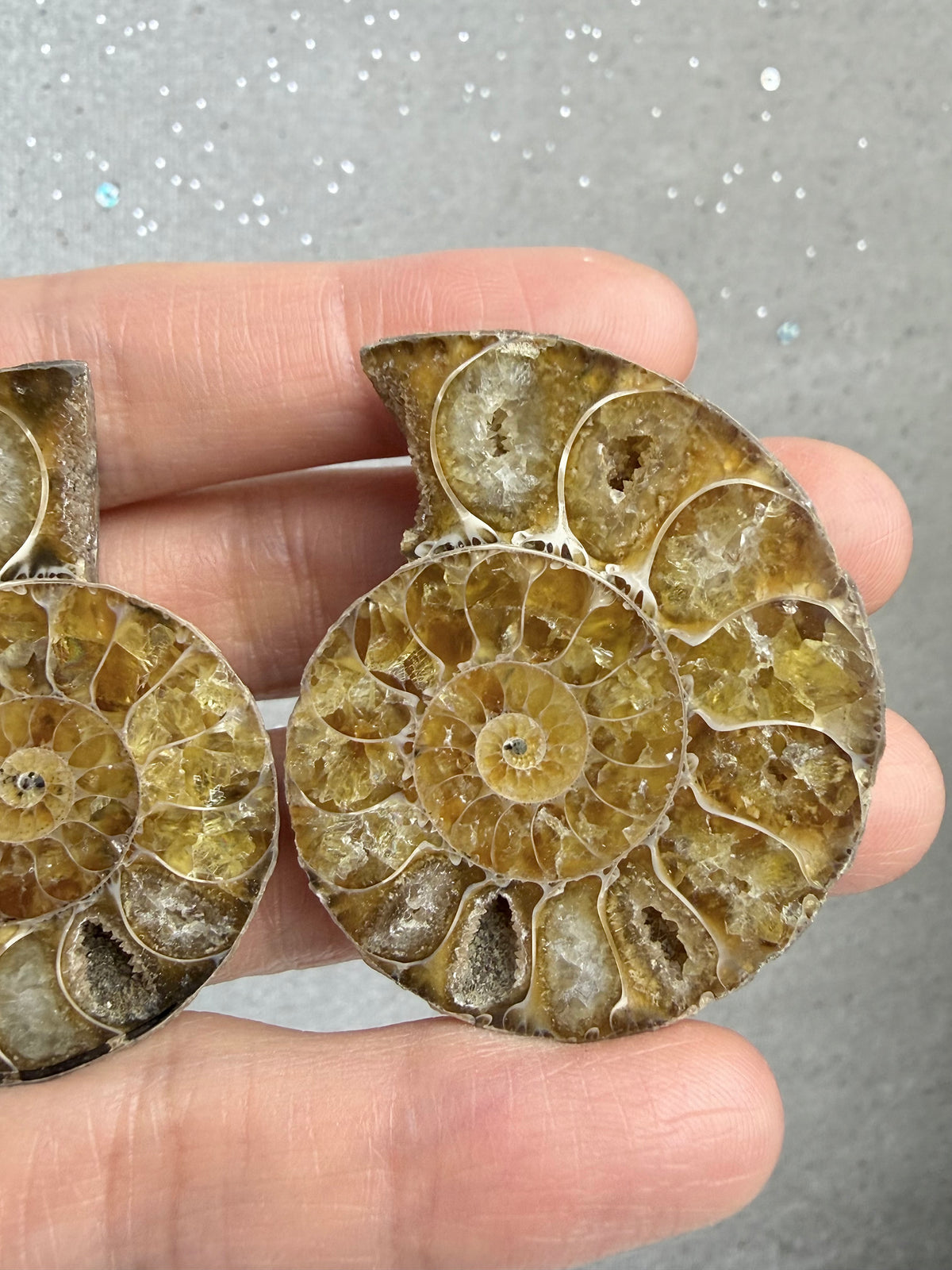 Fossil Ammonitt(1 par)