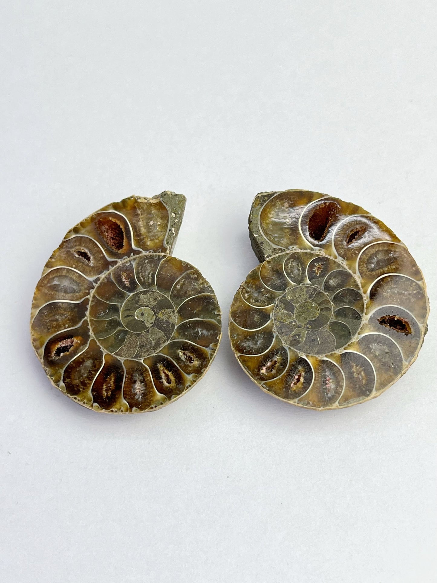 Fossil Ammonitt(1 par)