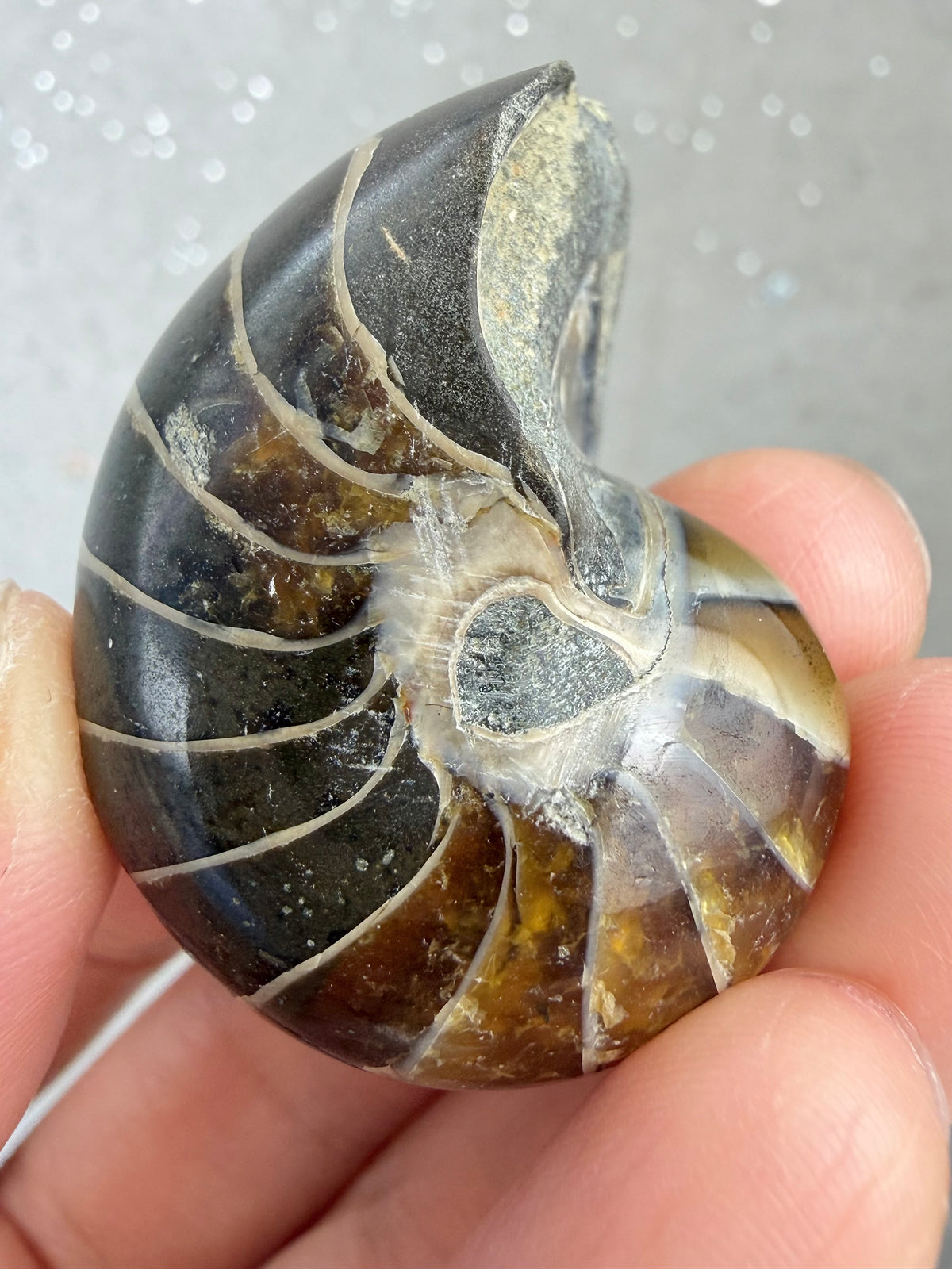 Polert nautilus fossil