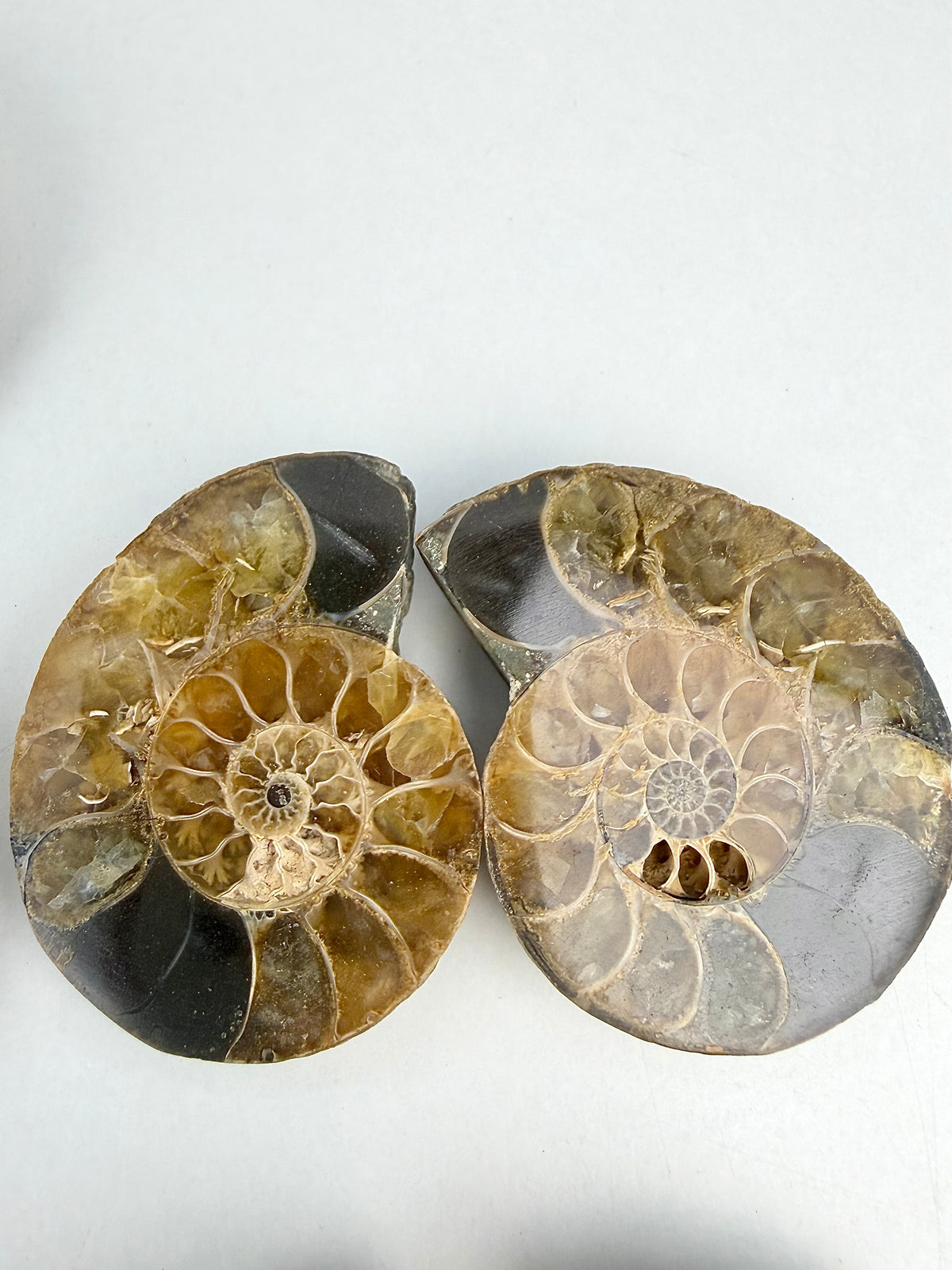 Fossil Ammonitt(1 par)
