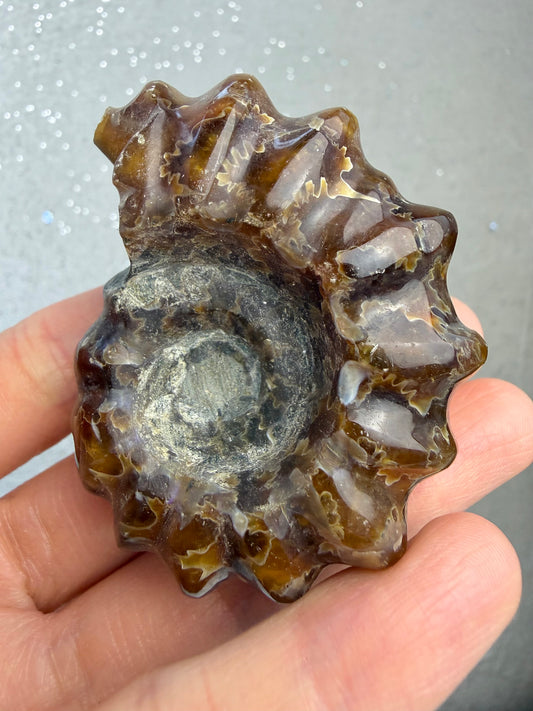 Polert Fossil Ammonitt (Douvilleiceras)