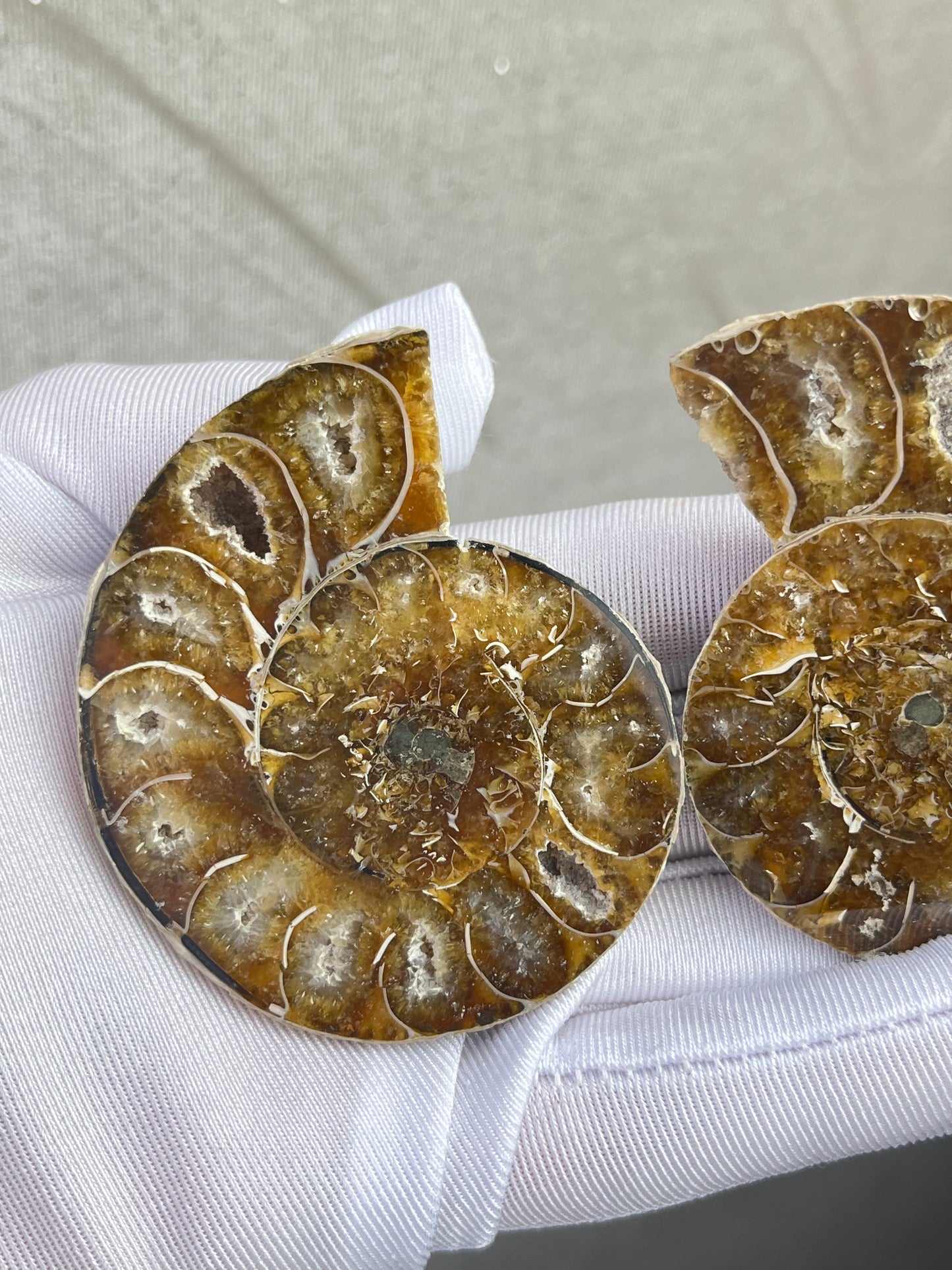 Fossil Ammonitt(1 par)