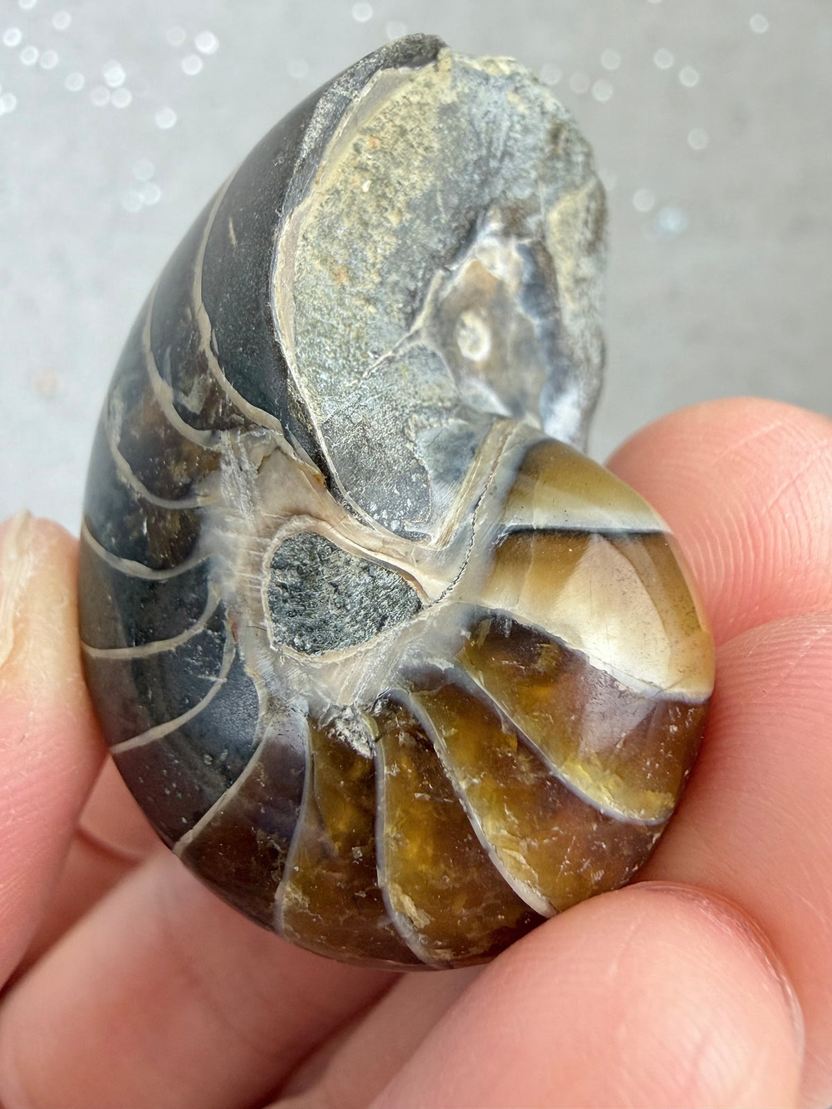 Polert nautilus fossil