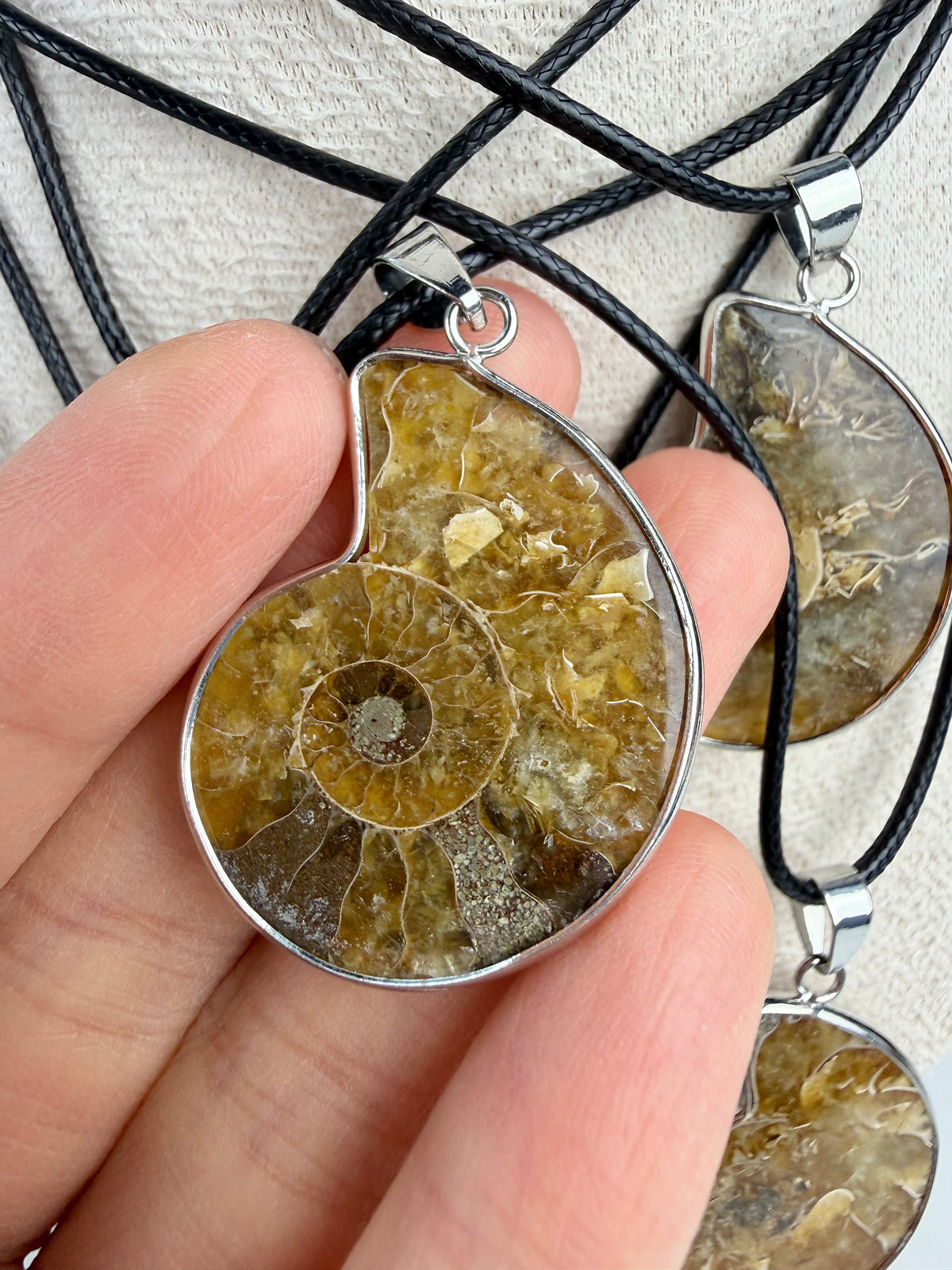 Fossil Ammonitt anheng