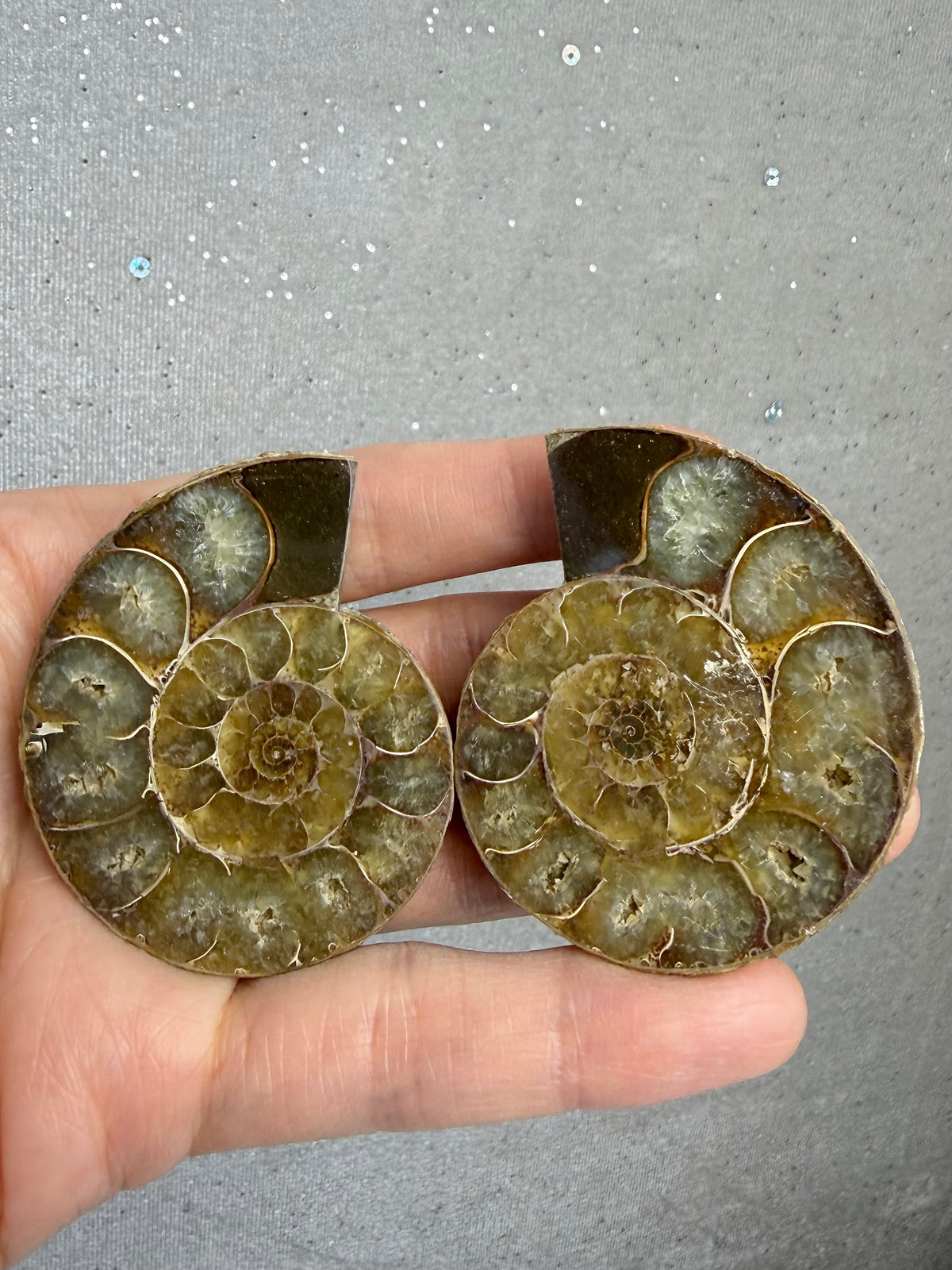 Fossil Ammonitt(1 par)