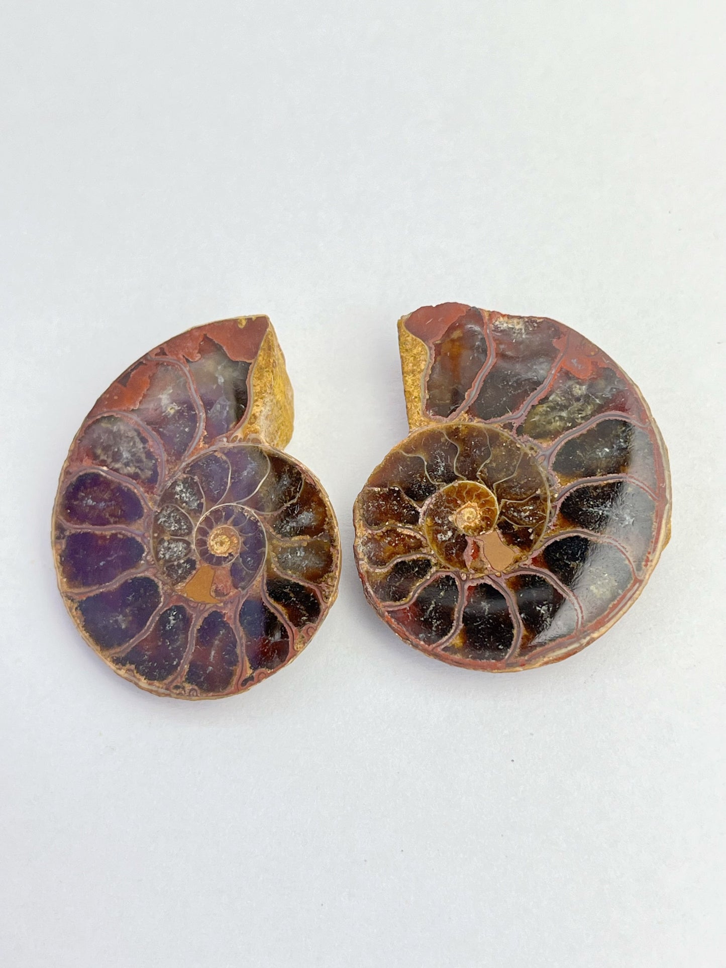 Fossil Ammonitt(1 par)