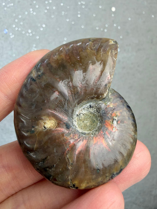 Fossil Ammonitt