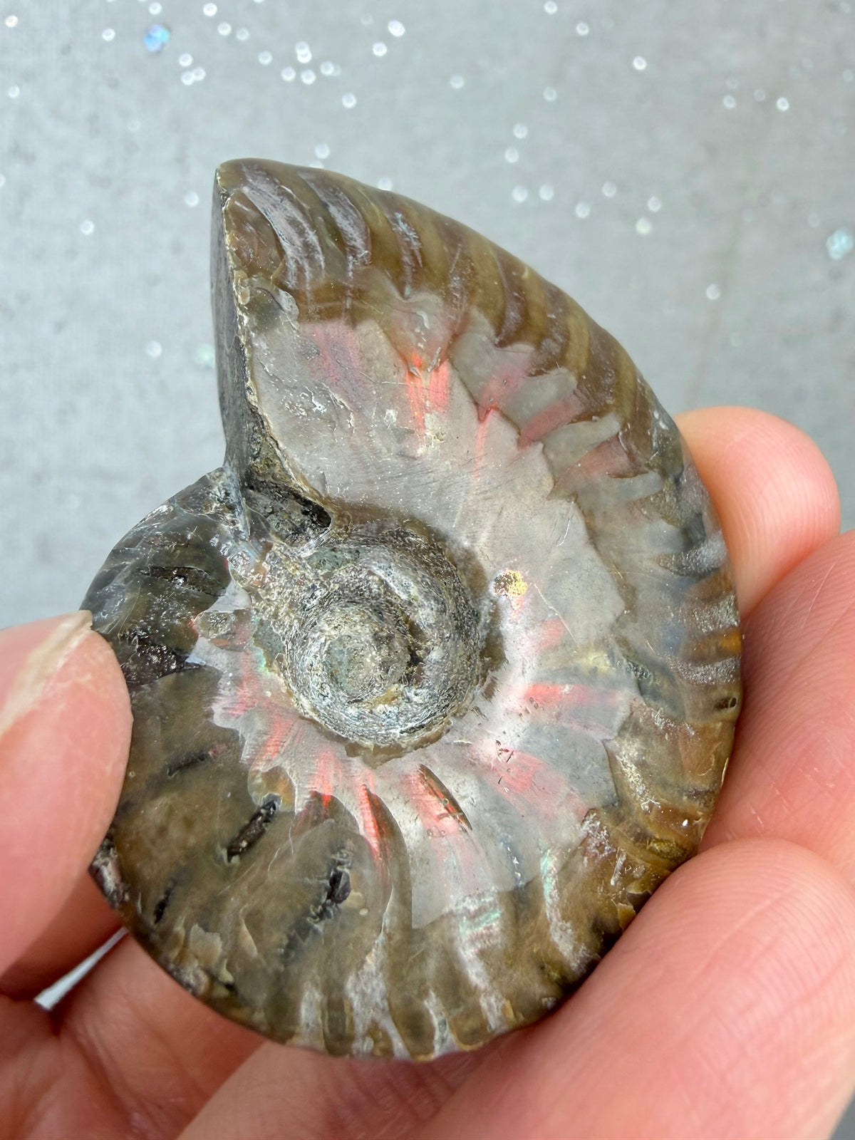 Fossil Ammonitt