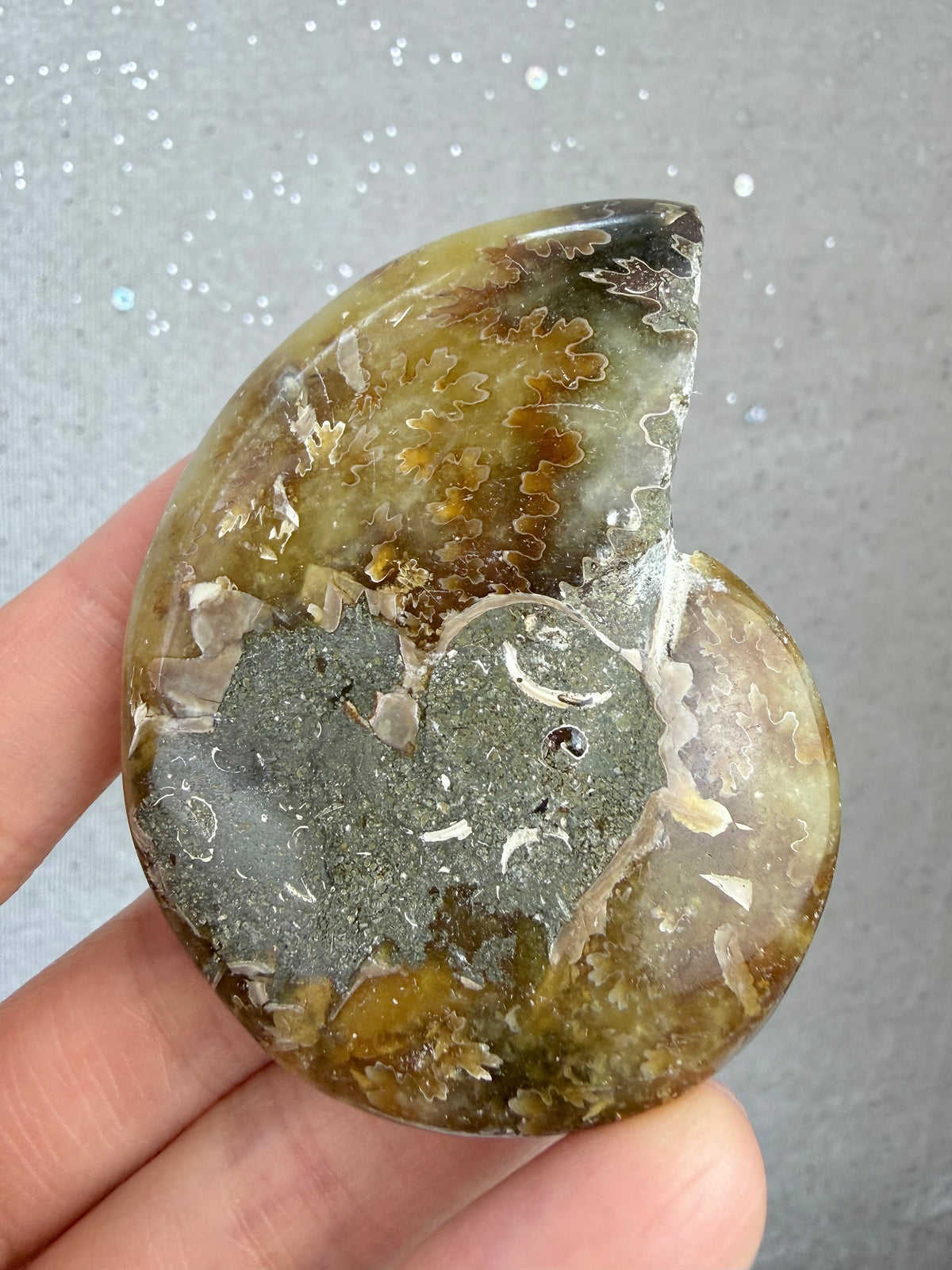 Fossil Ammonitt