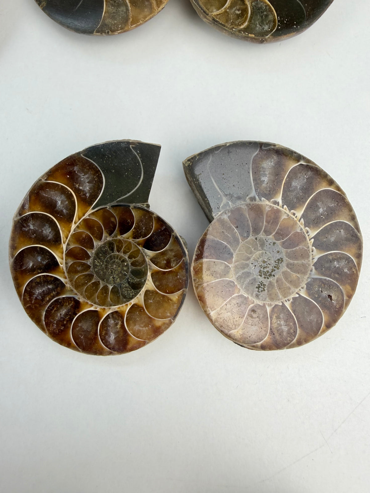 Fossil Ammonitt(1 par)