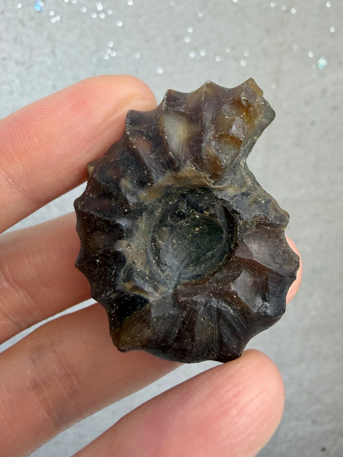 Polert Fossil Ammonitt (Douvilleiceras)