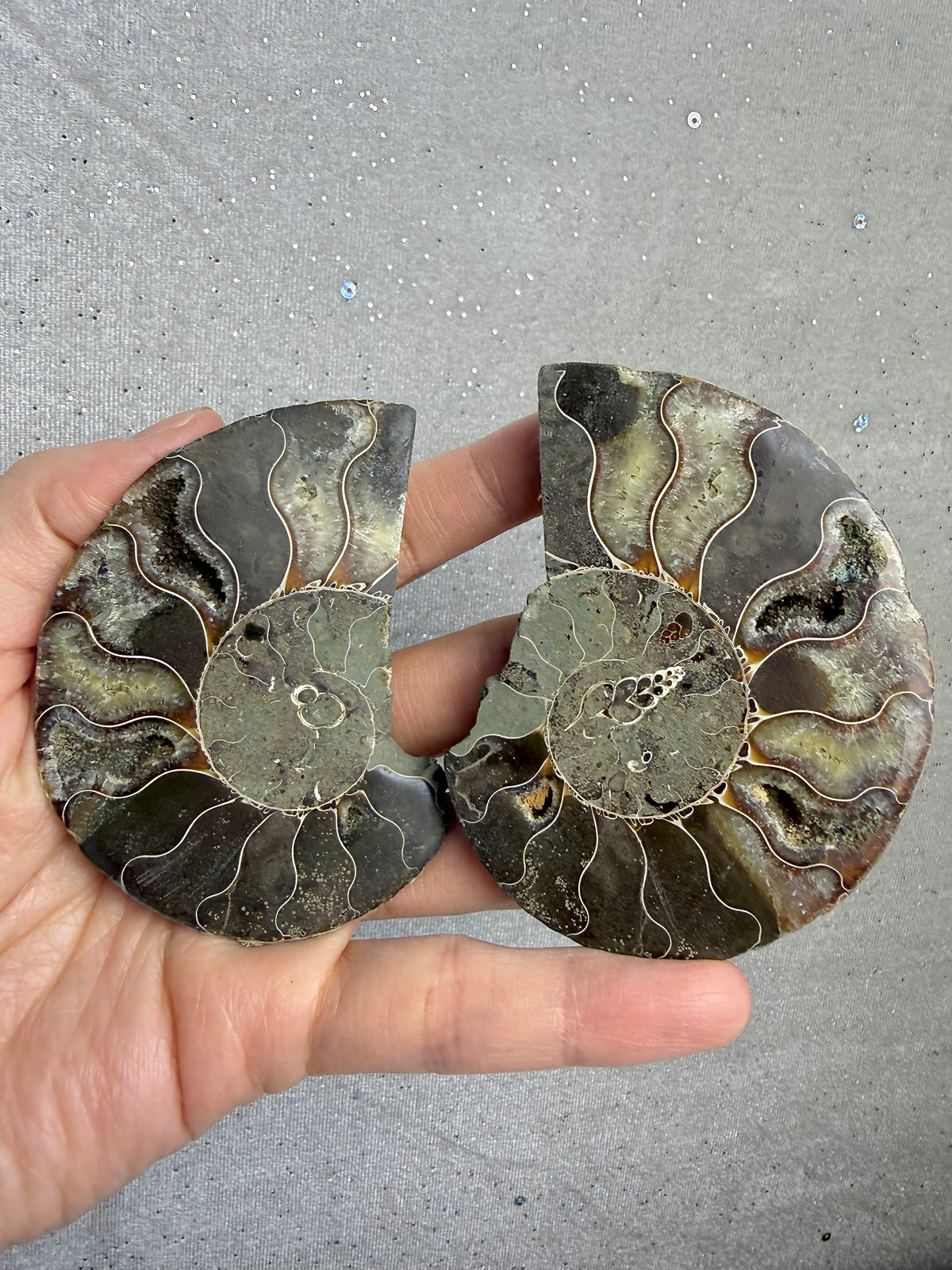 Fossil Ammonitt(1 par)
