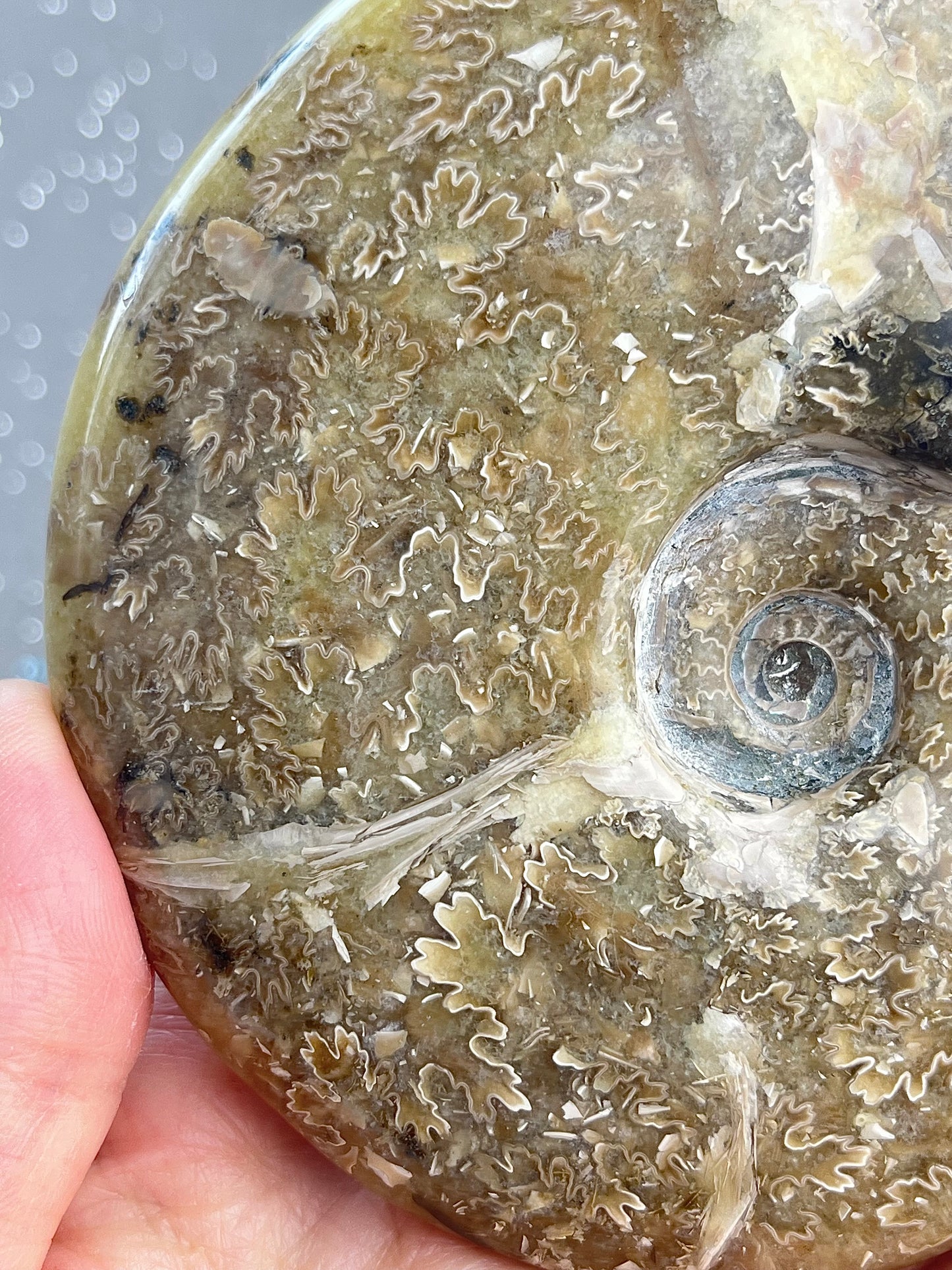 Ammonite XL