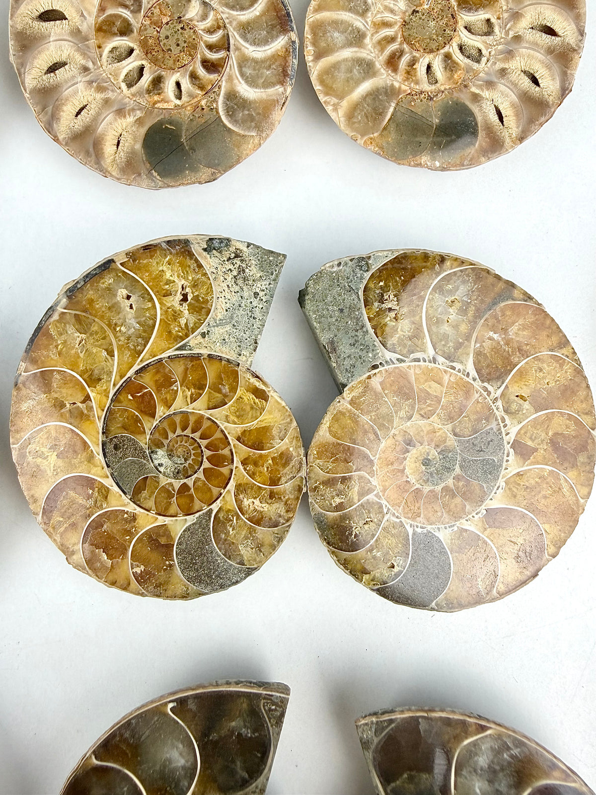 Fossil Ammonitt(1 par)