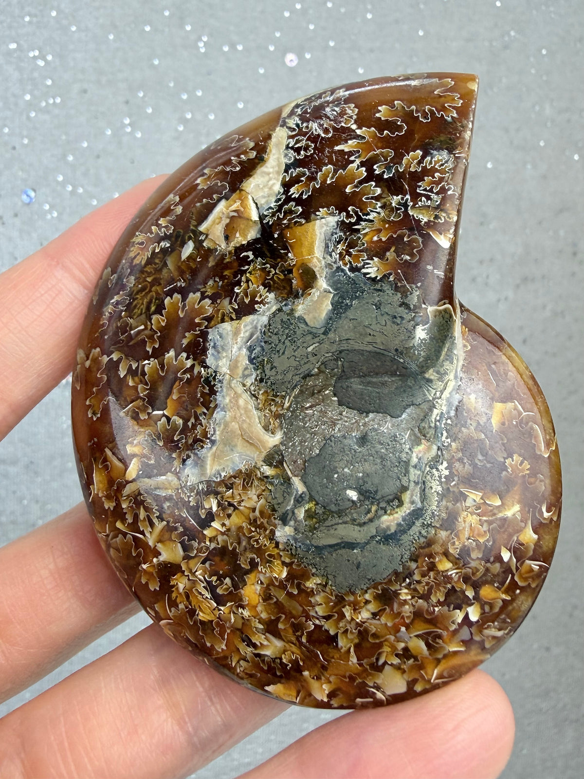 Fossil Ammonitt, God kvalitet