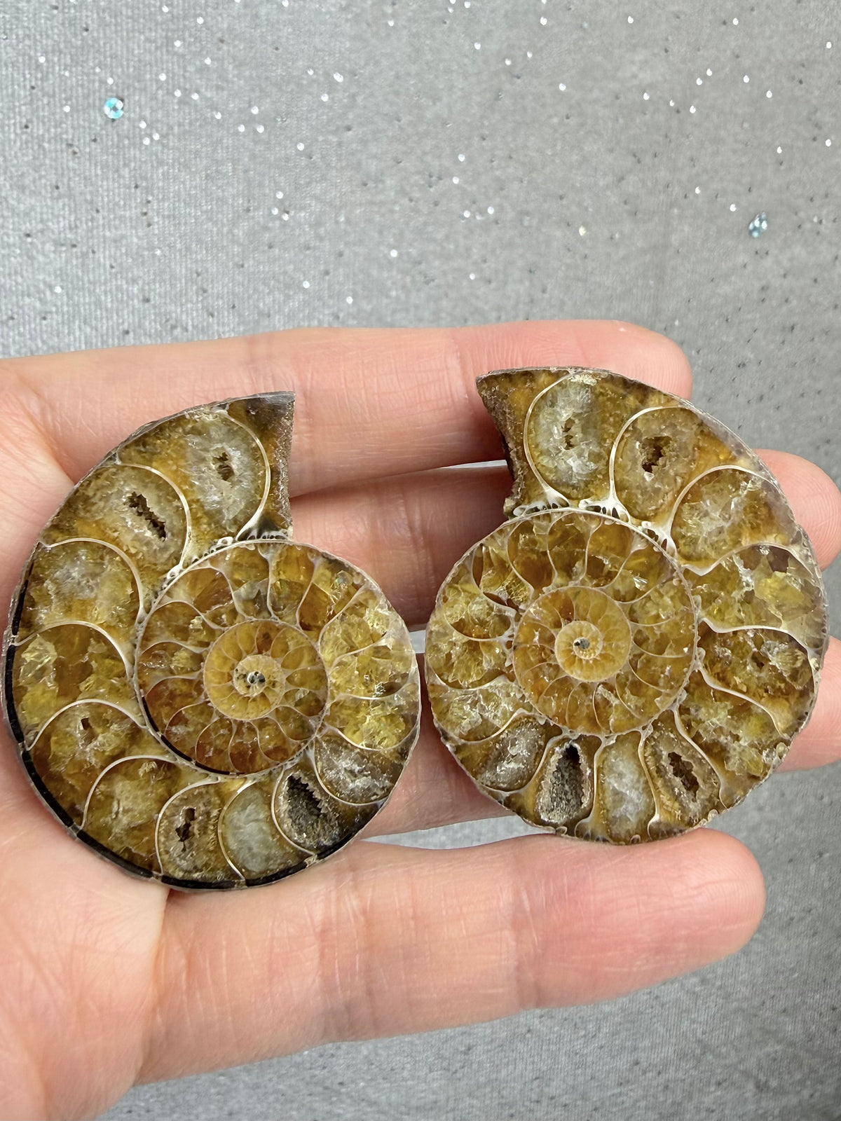 Fossil Ammonitt(1 par)
