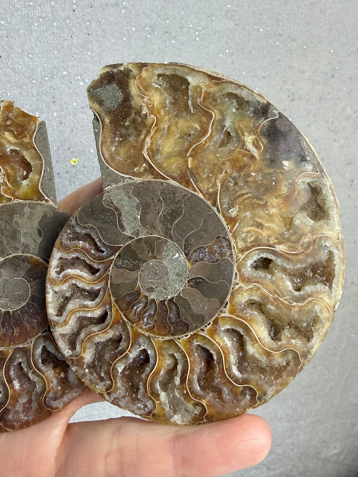 Fossil Ammonitt(1 par)