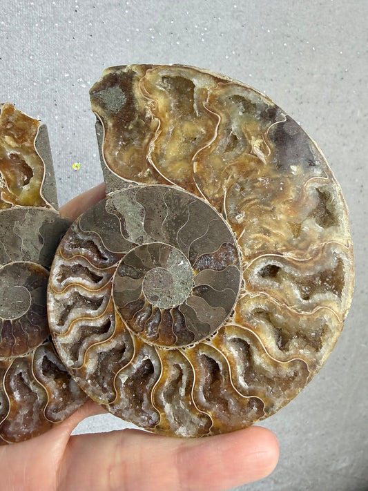 Fossil Ammonitt(1 par)