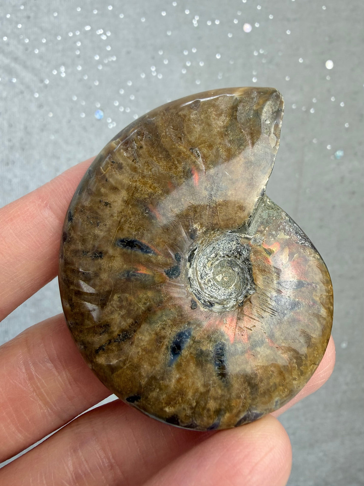 Fossil Ammonitt