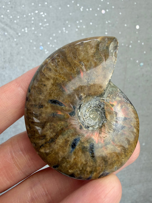 Fossil Ammonitt