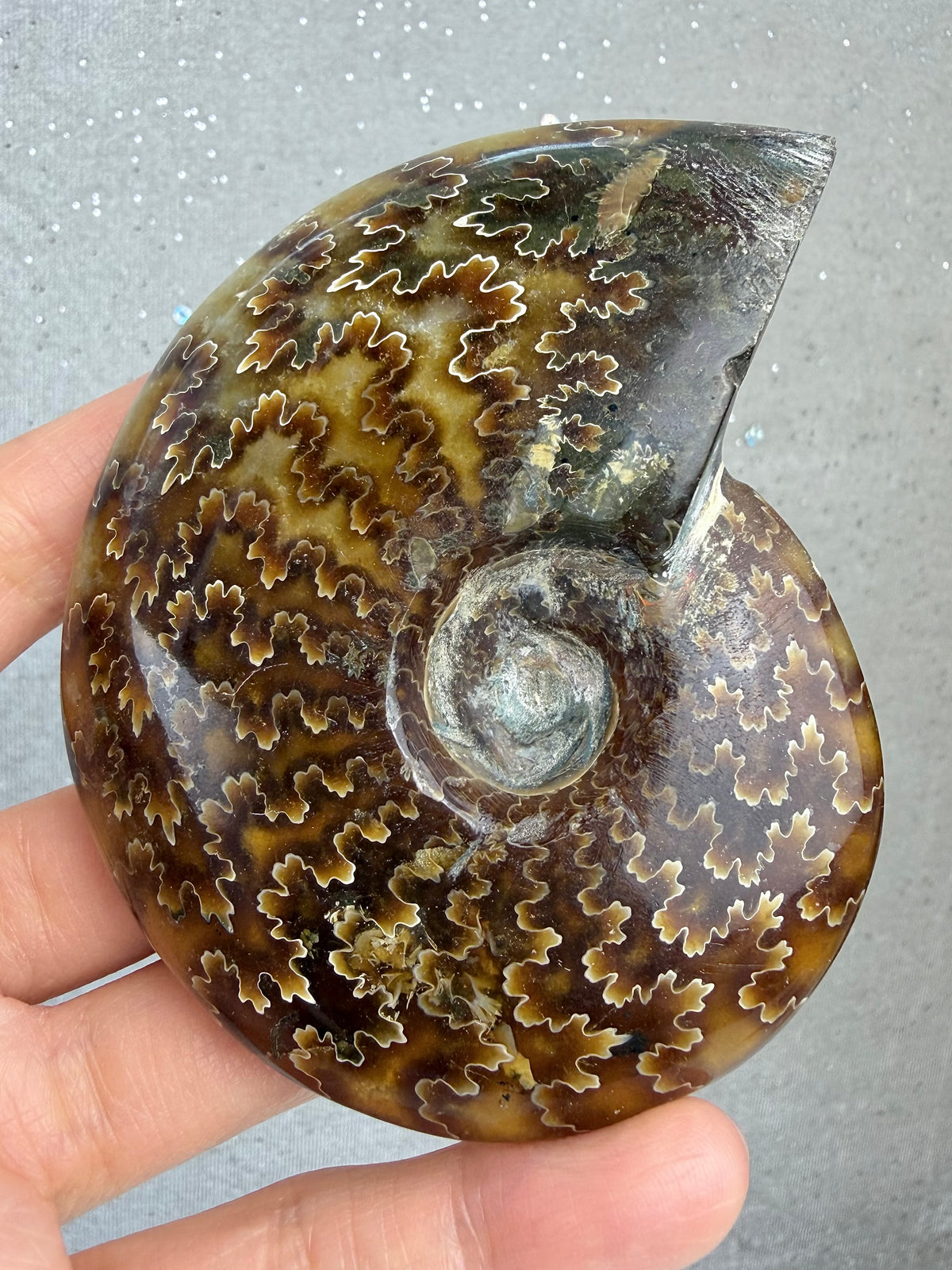 Fossil Ammonitt, God kvalitet