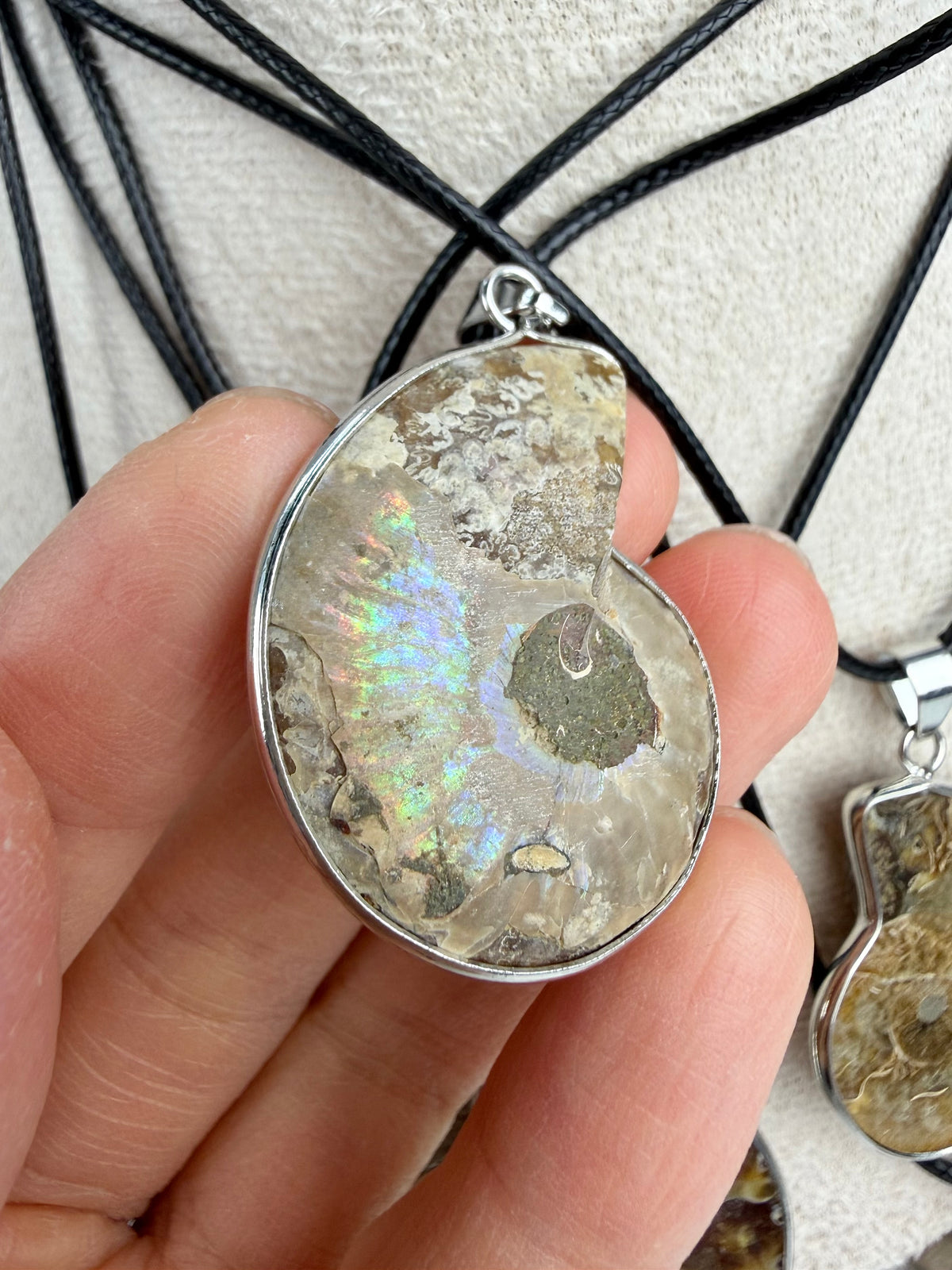 Fossil Ammonitt anheng
