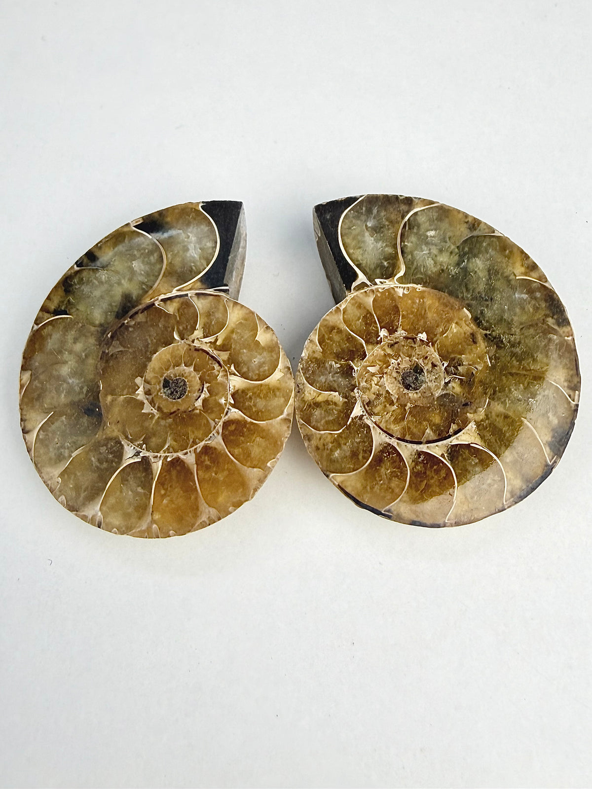 Fossil Ammonitt(1 par)