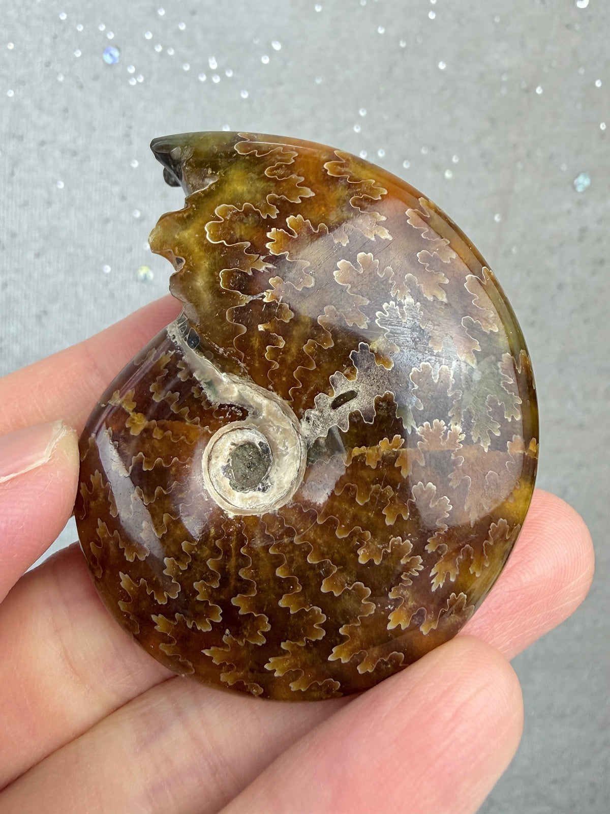 Fossil Ammonitt, God kvalitet