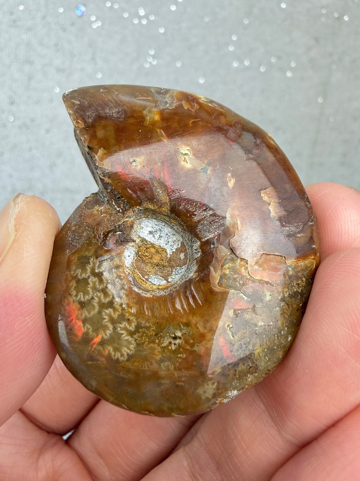 Fossil Ammonitt
