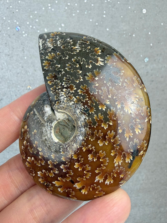 Fossil Ammonitt, God kvalitet