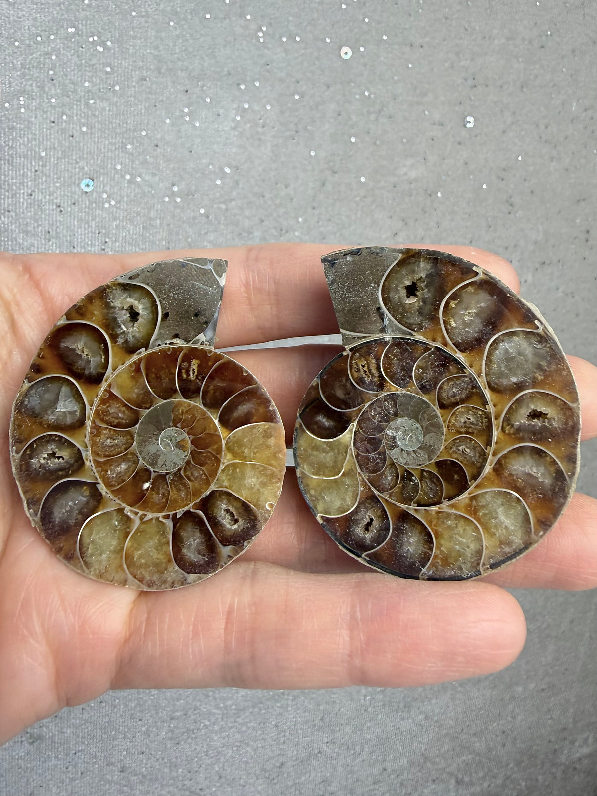 Fossil Ammonitt(1 par)