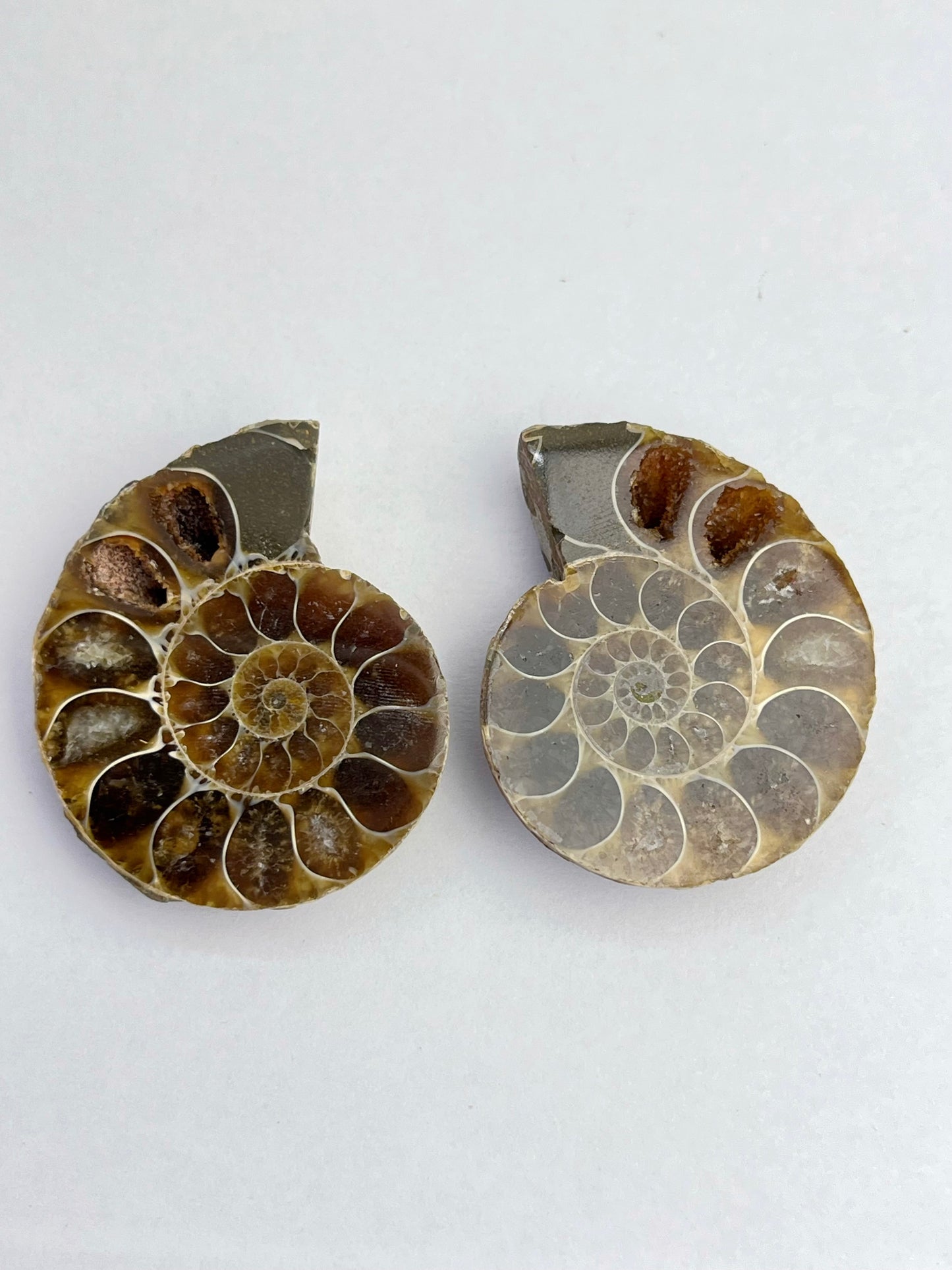 Fossil Ammonitt(1 par)