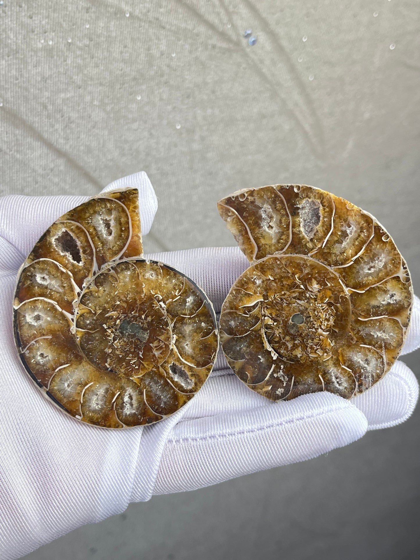 Fossil Ammonitt(1 par)