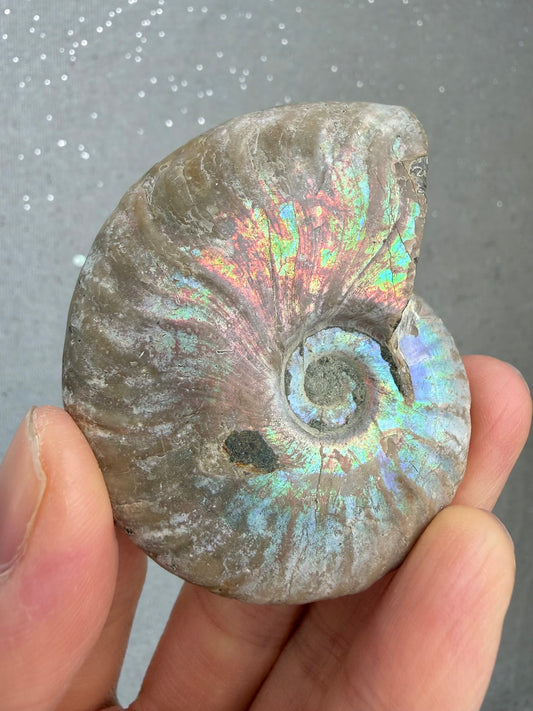 Fossil Ammonitt