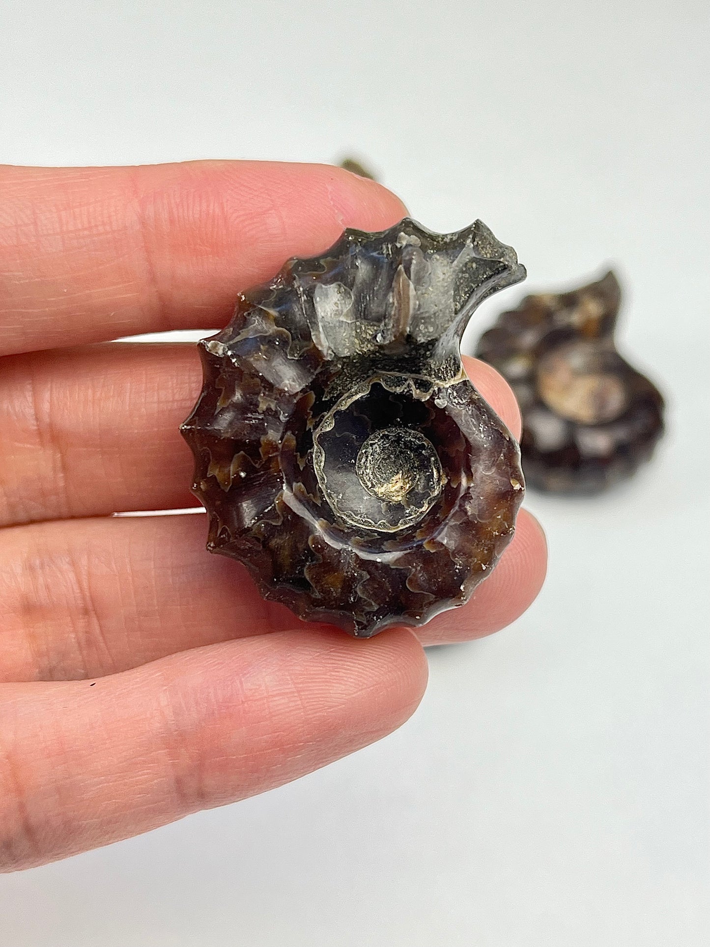 Polishes Fossil Ammonite (Douvilleiceras)