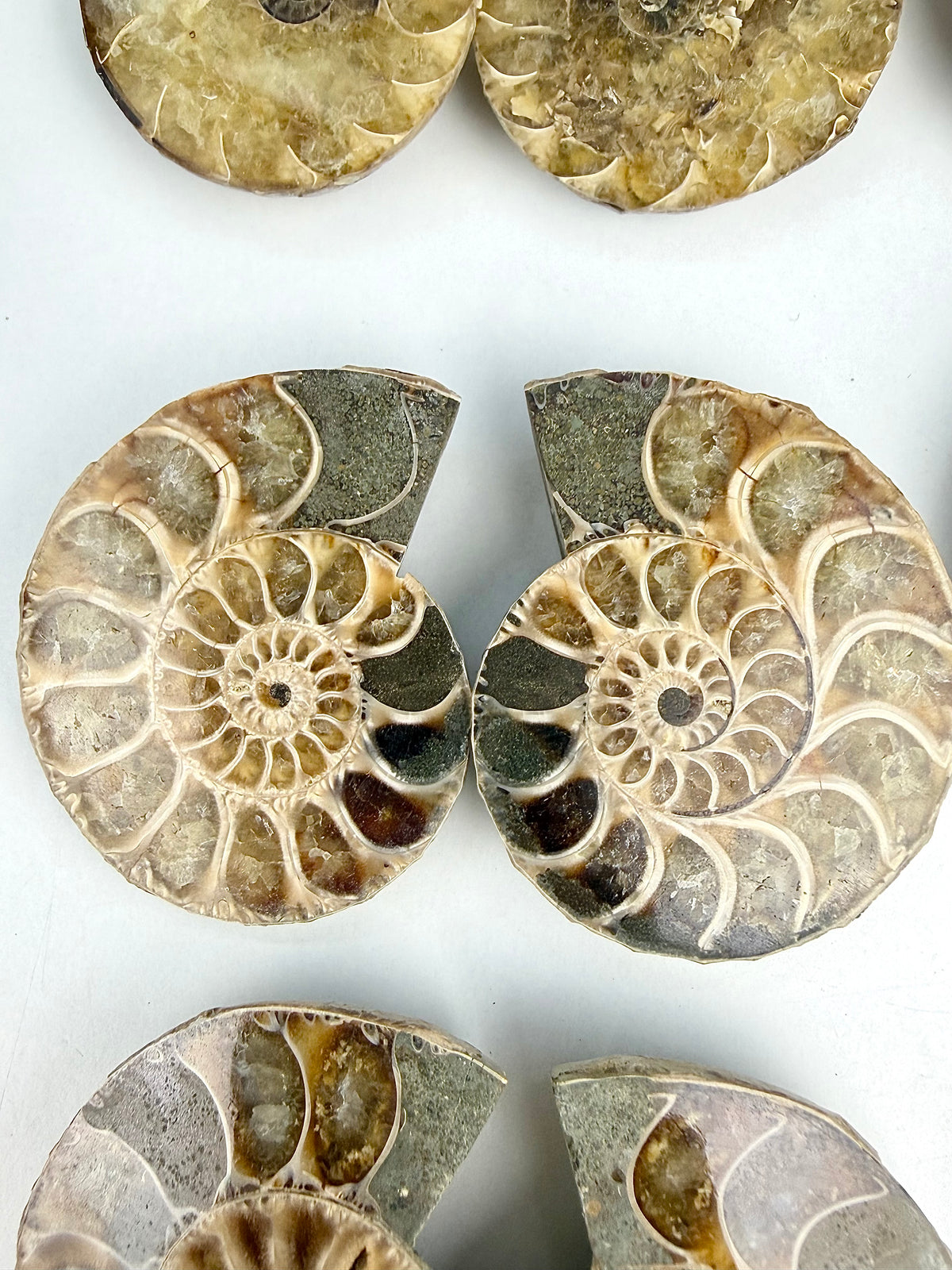Fossil Ammonitt(1 par)