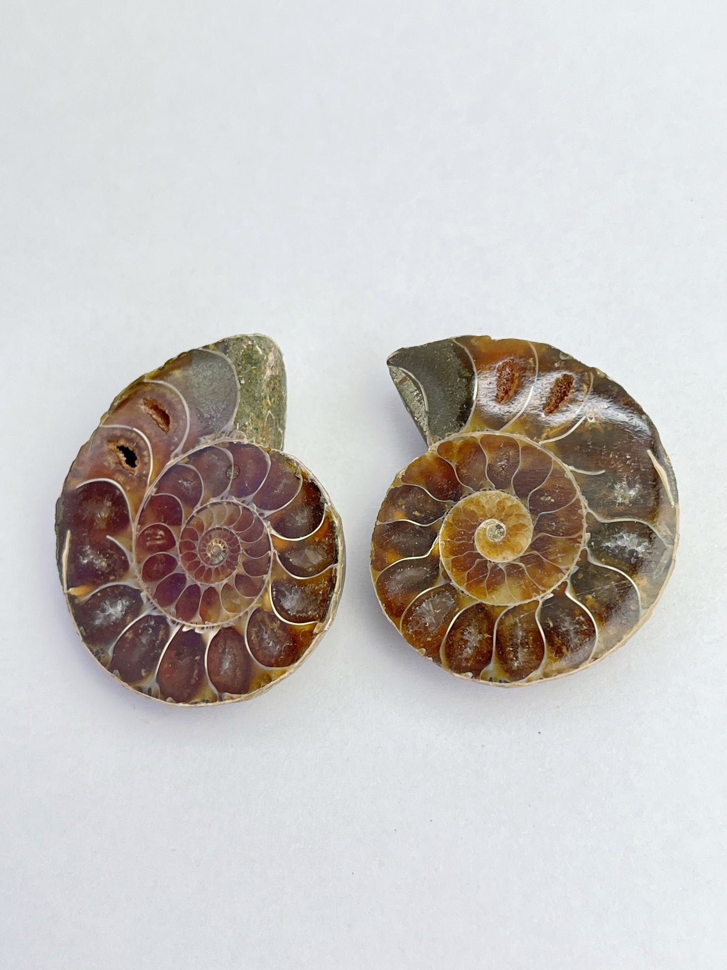 Fossil Ammonitt(1 par)