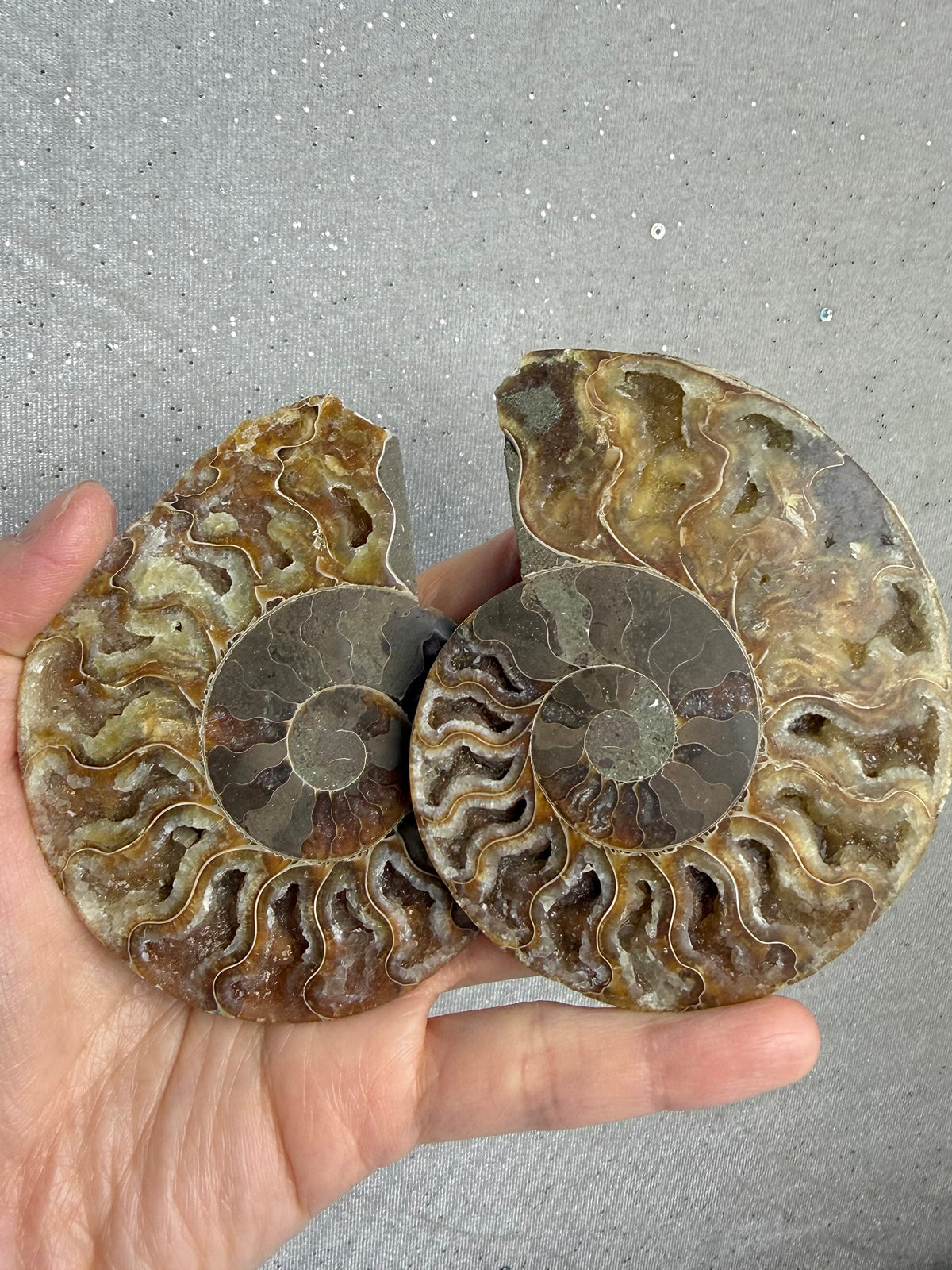 Fossil Ammonitt(1 par)