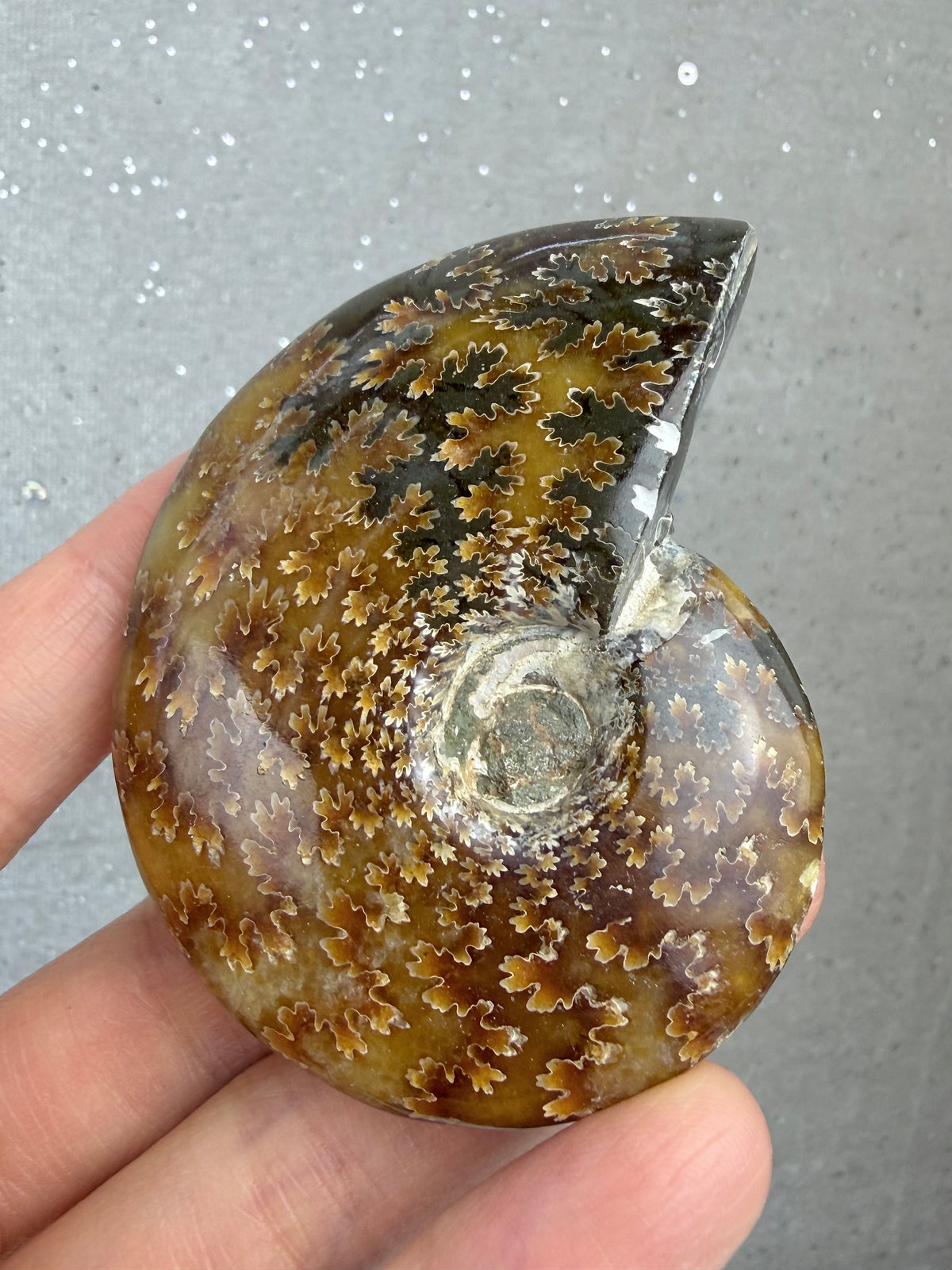 Fossil Ammonitt, God kvalitet